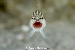 "I said no more pictures!"   a sand perch displays tonsil... by Suzan Meldonian 